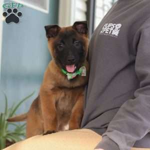 Honey, Belgian Malinois Puppy